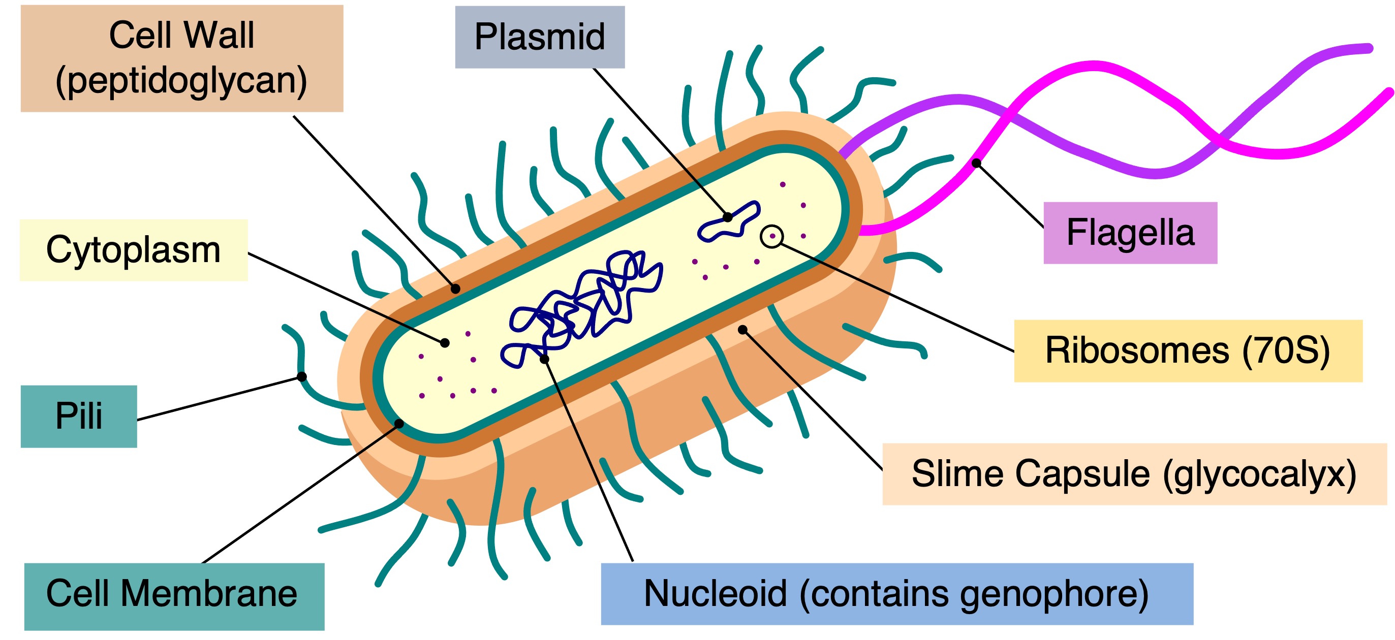 Prokaryotes prokaryotes
